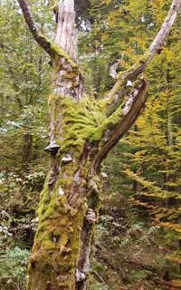 Alter Baum mit Moos und Pilzen